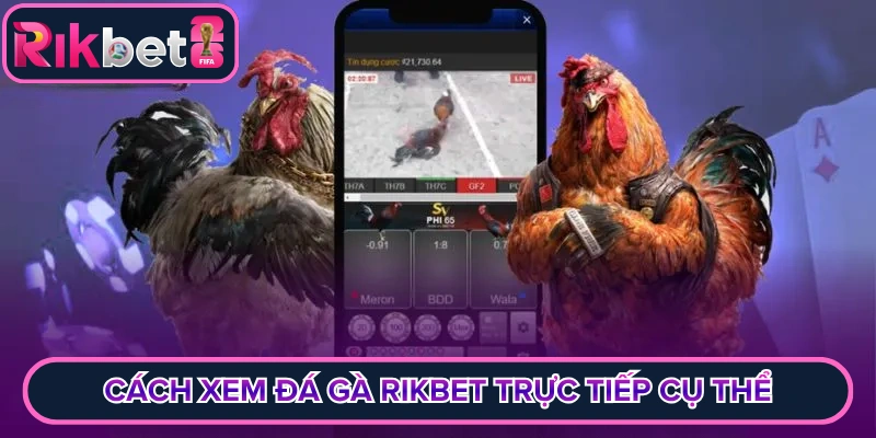 Cách xem đá gà rikbet trực tiếp cụ thể