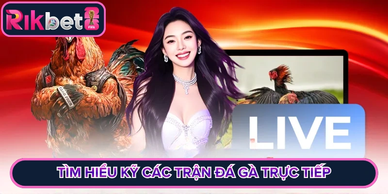 Tìm hiểu kỹ các trận đá gà trực tiếp