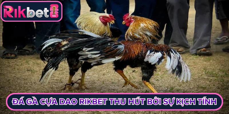 Đá gà cựa dao rikbet thu hút bởi sự kịch tính