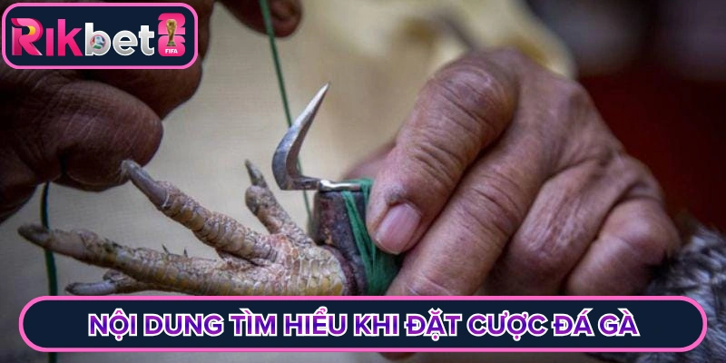 Nội dung tìm hiểu khi đặt cược đá gà