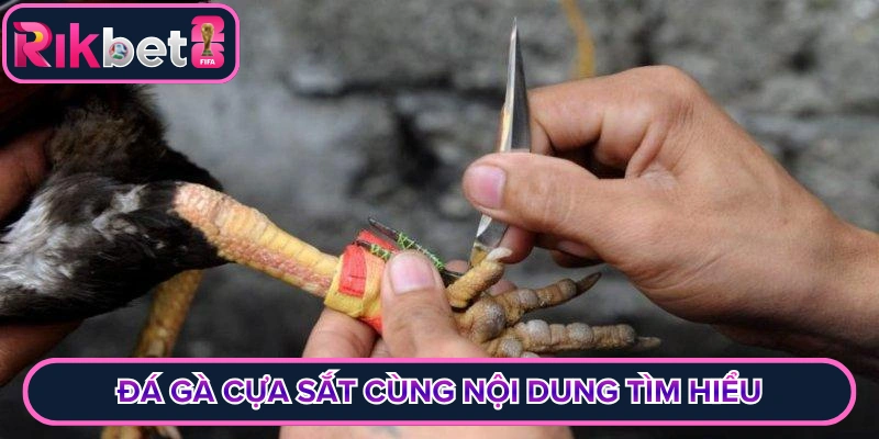 Đá gà cựa sắt cùng nội dung tìm hiểu