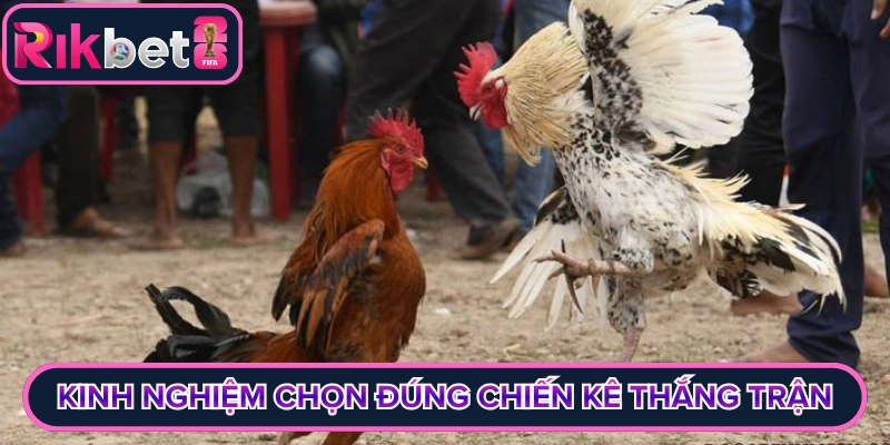 Kinh nghiệm chọn đúng chiến kê thắng trận