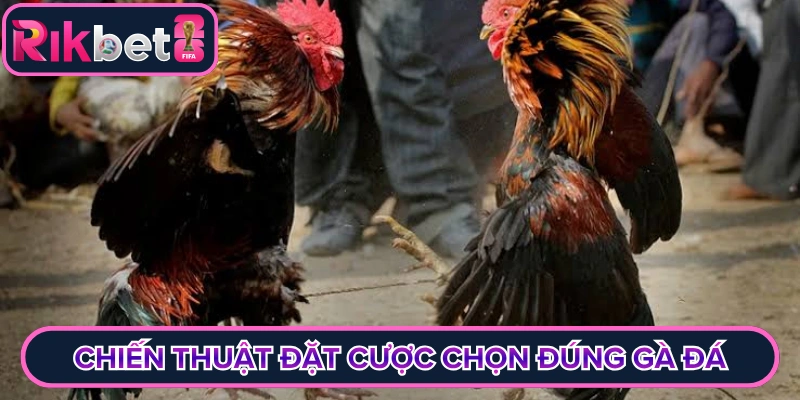 Chiến thuật đặt cược chọn đúng gà đá