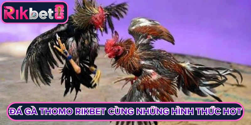 Đá gà thomo rikbet cùng những hình thức hot