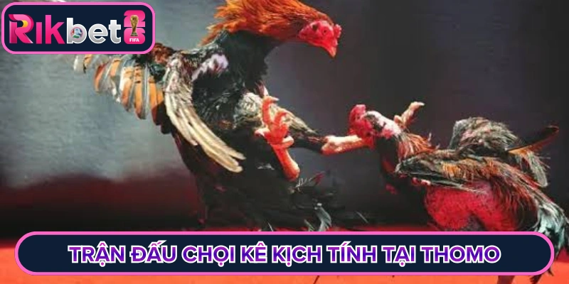 Trận đấu chọi kê kịch tính tại Thomo