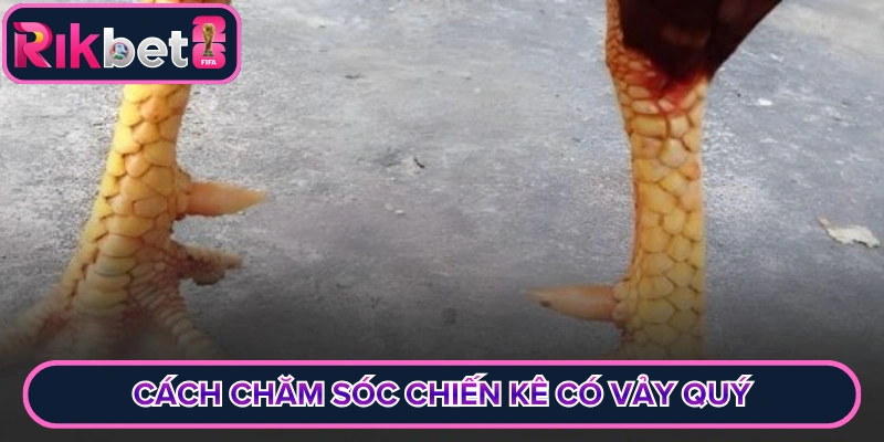 Cách chăm sóc chiến kê có vảy quý