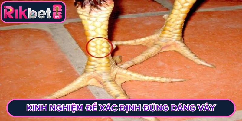 Kinh nghiệm để xác định đúng dáng vảy