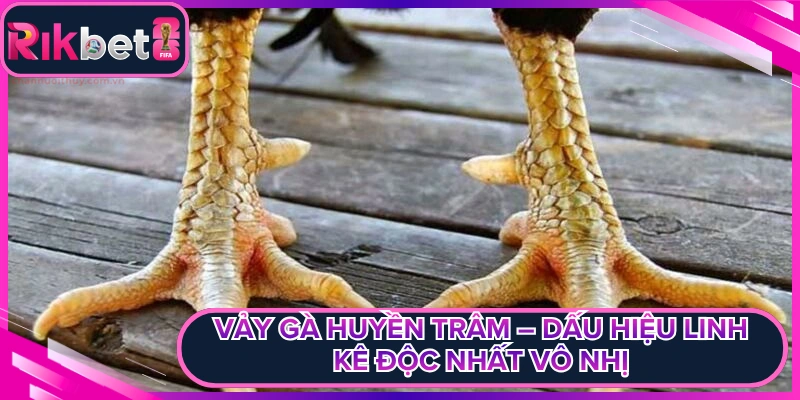 Vảy Gà Huyền Trâm – Dấu Hiệu Linh Kê Độc Nhất Vô Nhị