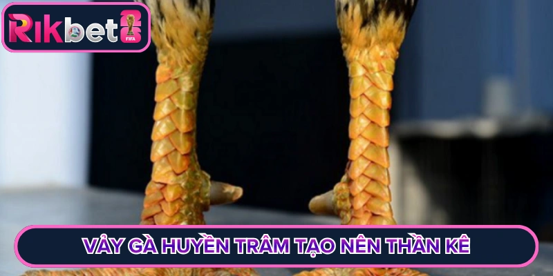 Vảy gà huyền trâm tạo nên thần kê